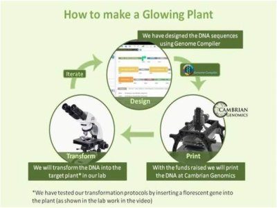 Image 2 : Des plantes capables de générer de la lumière