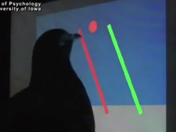 Image 1 : Quand les pigeons s'essayent aux écrans tactiles