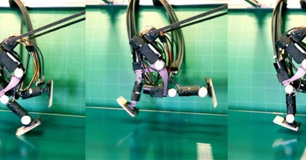 Image 2 : Achires : le petit robot bipède qui court comme un humain