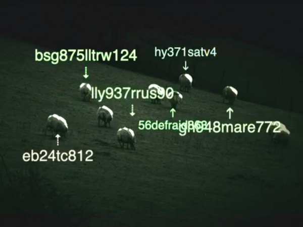 Image 1 : iSheep : tremblez devant l'armée des moutons connectés !