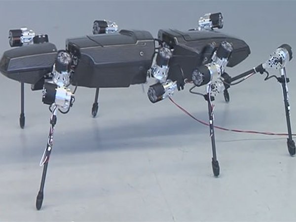Image à la une de Hector, le robot qui imite le phasme