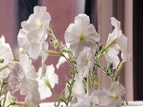 Image à la une de Petunia Circadia : la fleur qui change de couleur à la demande