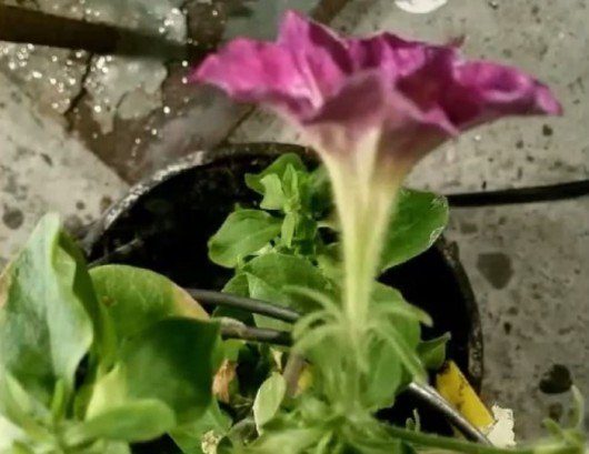 Image 3 : Petunia Circadia : la fleur qui change de couleur à la demande