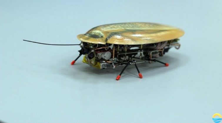 Image 3 : Des chercheurs créent un robot cafard en guise d’espion
