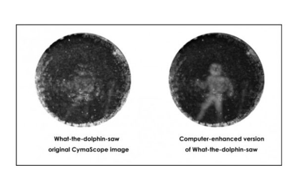 Image 2 : Ces scientifiques voulaient voir à travers les yeux d’un dauphin