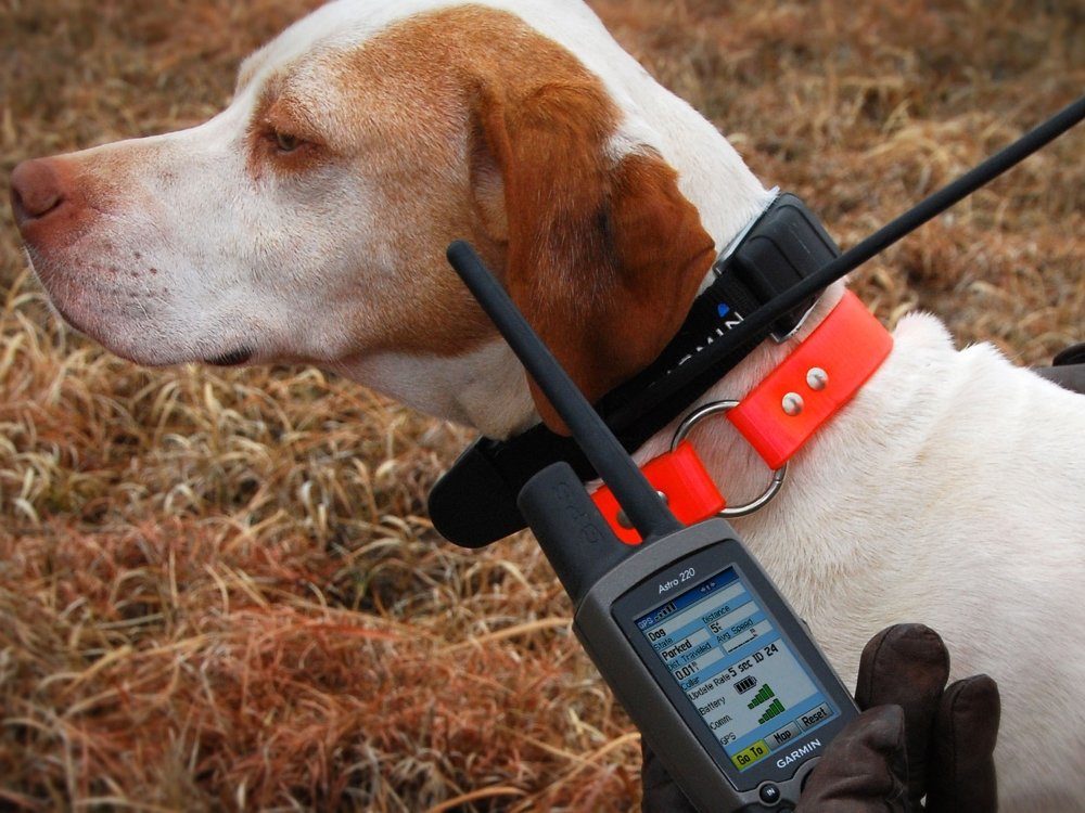 Gps Трекер Для Охотничьих Собак Купить
