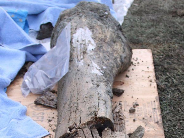 Image 2 : Des ossements de Mamouth découverts sous un stade