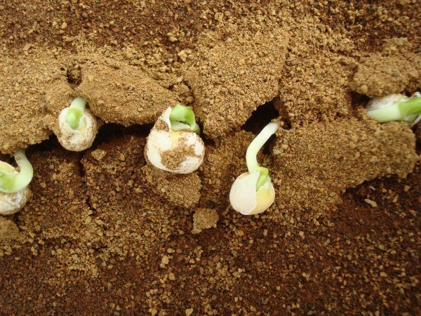 Image 2 : Des scientifiques font pousser des plantes "comme sur Mars"