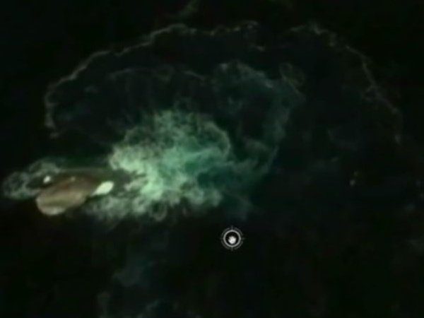 Image 1 : Ce monstre marin aperçu sur Google Maps est en fait un rocher