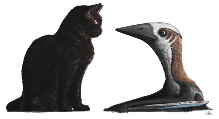 Image 1 : Une espèce rare de ptérosaure découverte près de l’île de Vancouver