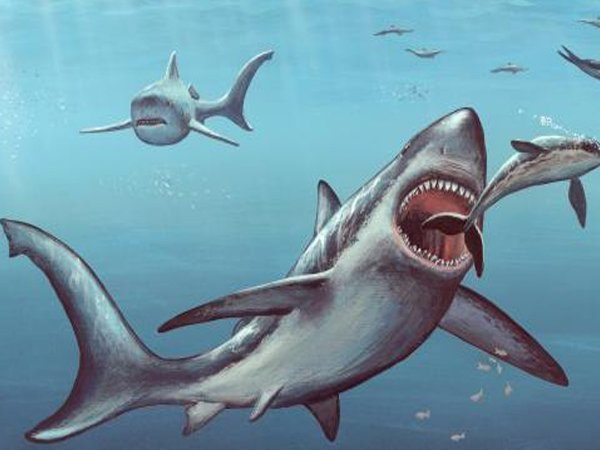 Image 1 : On a découvert un nouveau requin préhistorique