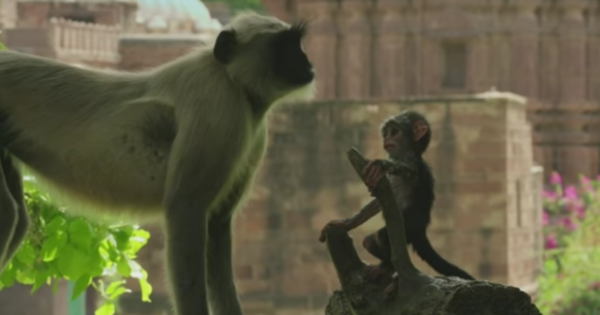 Image 1 : Des singes réagissent à la mort d'un singe robot