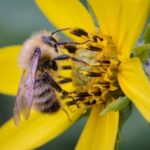 Piloter une abeille en plein vol ? Des chercheurs chinois l’ont fait
