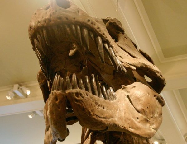 Image 1 : Selon une étude scientifique, les morsures de T-Rex feraient très mal (merci la science!)