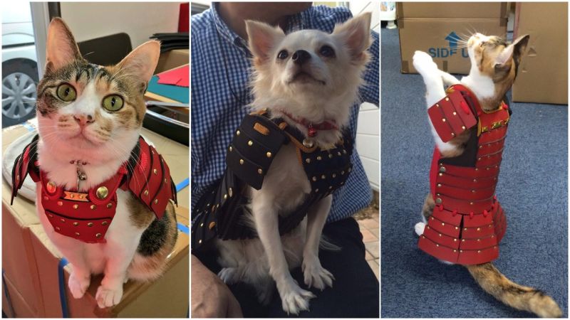 Vous Aimez Votre Chat Chien Offrez Lui Une Armure De Samurai