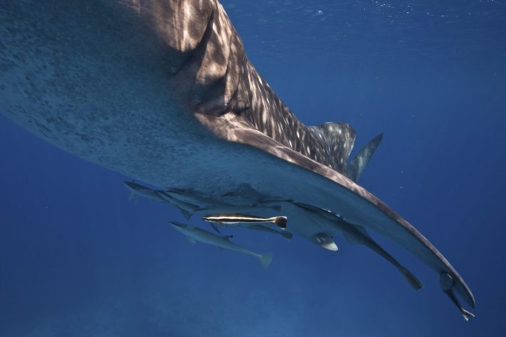 Image 1 : Ce nouveau robot sous-marin peut s'accrocher sur un requin