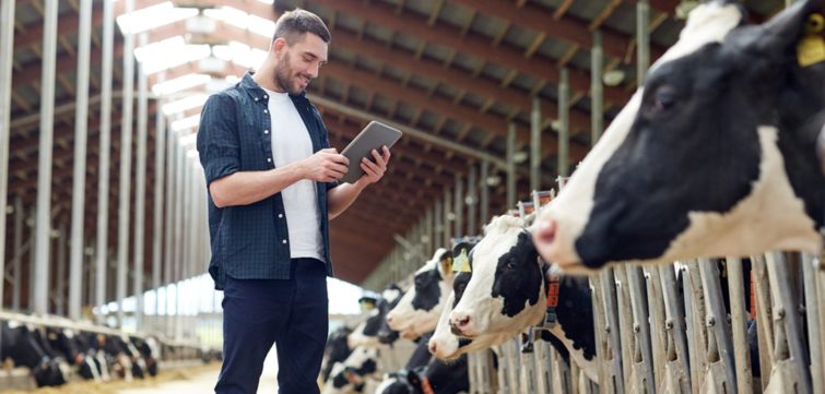Image 1 : Après les humains et les objets, Huawei connecte les vaches