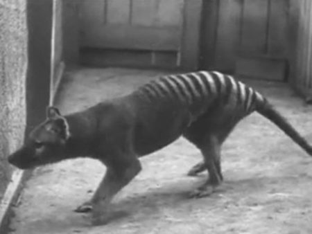 Image 1 : Les scientifiques vont-ils ressusciter le tigre de Tasmanie ?