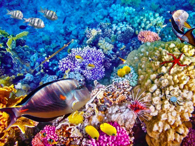 grande barrière de corail