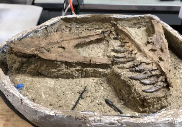 Image 1 : Des paléonthologues ont mis la main sur le squelette d'un "bébé" T-Rex