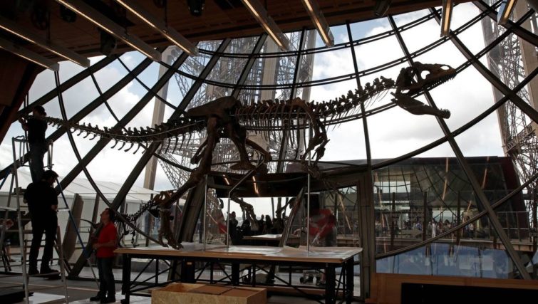 Image 1 : Un squelette de dinosaure inconnu a été vendu à un collectionneur
