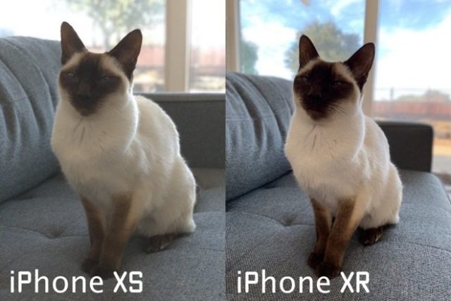 Image 1 : iPhone XR : les portraits non-humains, nouveau défi des développeurs iOS