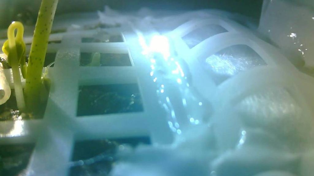Image 1 : Les scientifiques chinois ont fait pousser une plante sur la Lune