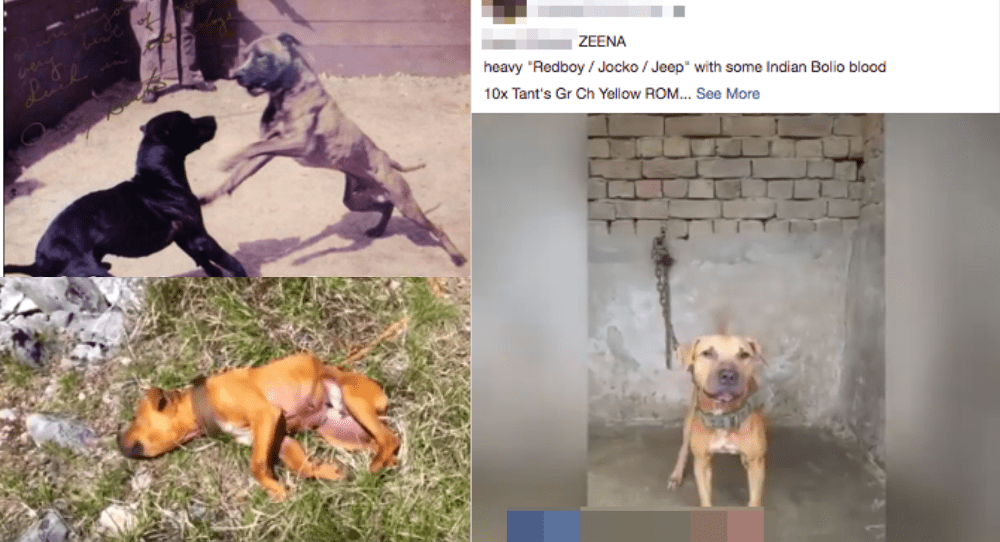 Image 1 : Facebook accusé d’autoriser la diffusion de combats de chiens