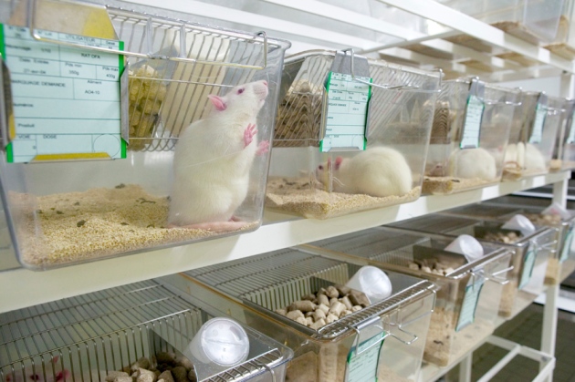 Image 1 : Des scientifiques nippons ont le droit d’élever des hybrides homme-animal