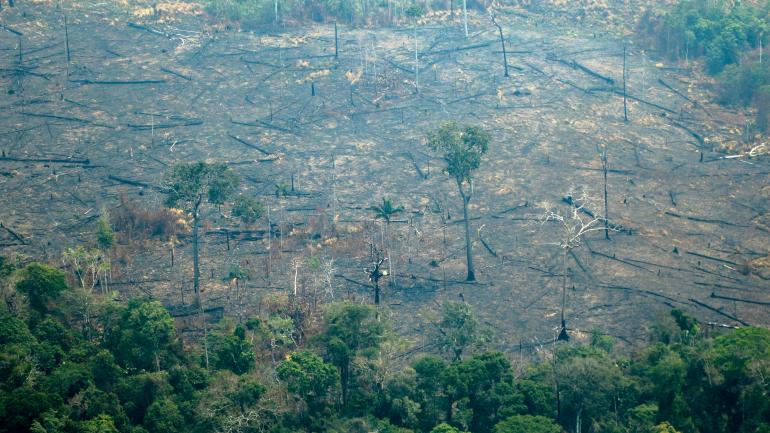 Image 1 : Apple : Tim Cook promet un don pour sauver l’Amazonie
