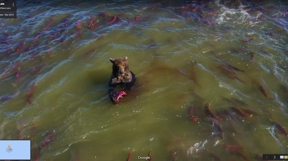 Ours dans un banc de poisson