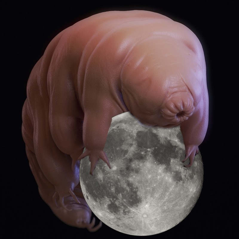 Tardigrade conquérant la lune
