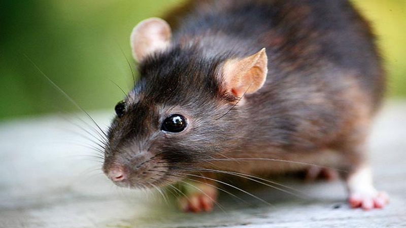 Image 1 : Des rats apprennent à conduire et ça les détend