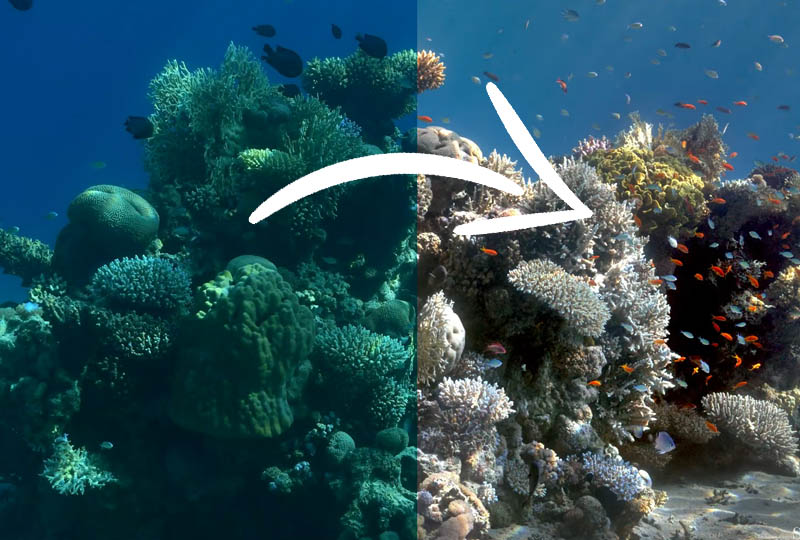 Image 1 : Cet algorithme retire l’eau des photos sous-marines