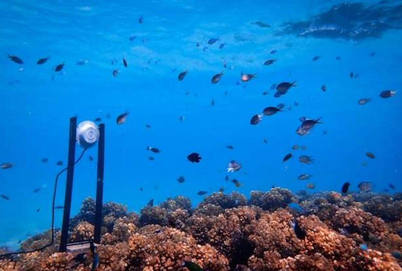 Image 1 : Des haut-parleurs pour sauver les récifs coralliens