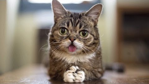 Image 1 : Lil BUB, le chat le plus célèbre d’Internet est mort