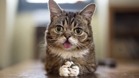 Lil Bub Le Chat Le Plus Celebre D Internet Est Mort Lil Bub Le Chat Le Plus Celebre D Internet Est Mort