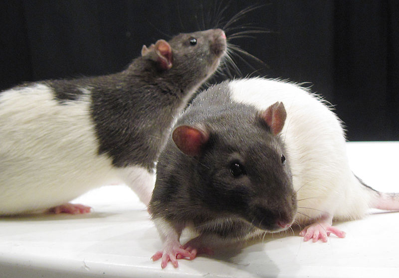 rat laboratoire poil blanc