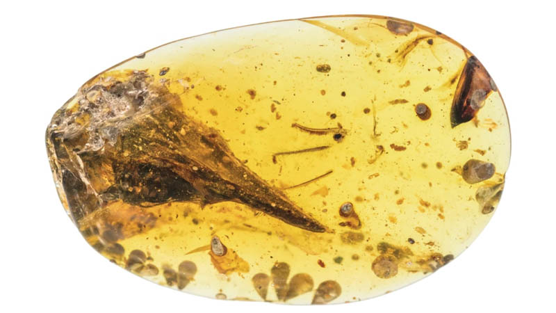 Image 1 : Le plus petit dinosaure jamais découvert a traversé 99 millions d’années dans l’ambre