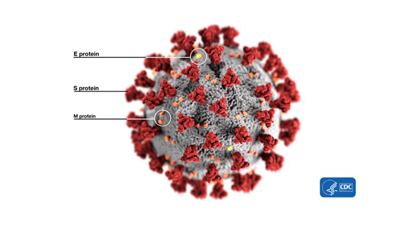 Image 1 : Coronavirus : les chercheurs utilisent un jeu vidéo pour mieux le comprendre