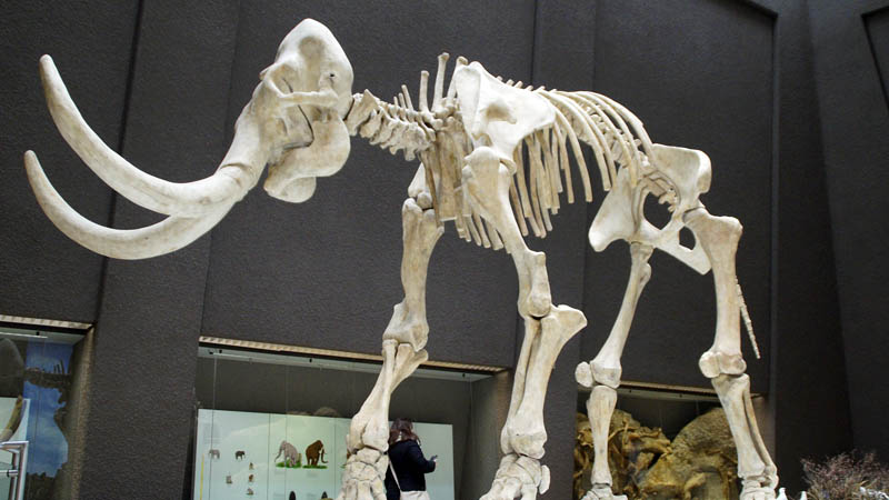Image 1 : Un monument en os de mammouth de 25 000 ans laisse les scientifiques perplexes