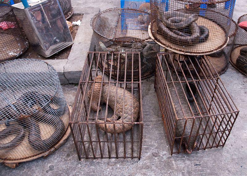 pangolin serpent coronavirus