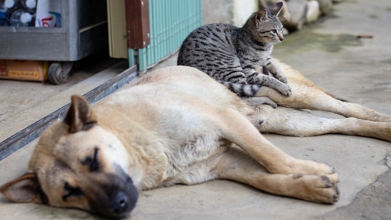 animaux distanciation sociale2