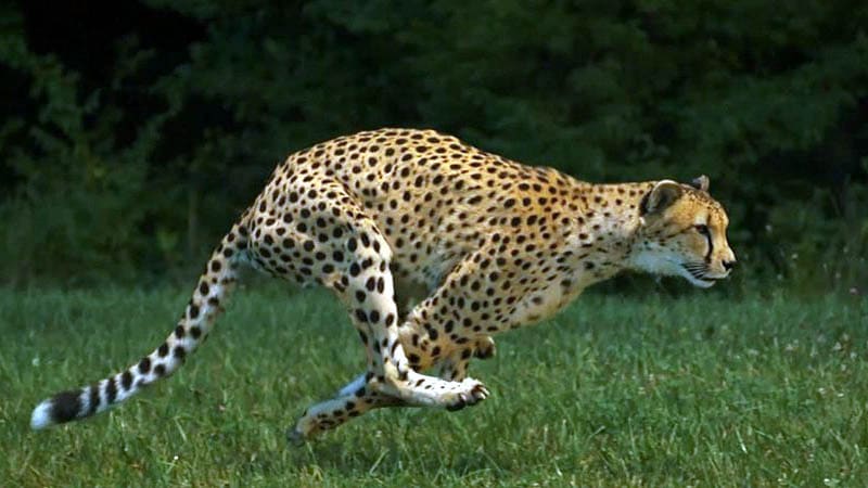 guepard