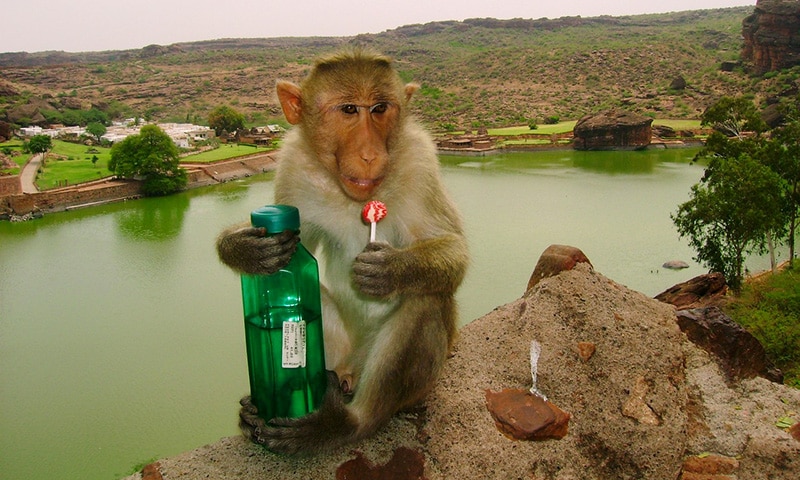 Image 1 : Covid-19 : un gang de singes dérobe des échantillons de sang infectés