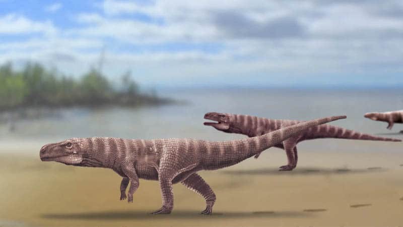 Image 1 : Ces crocodiles préhistoriques qui marchaient sur 2 pattes