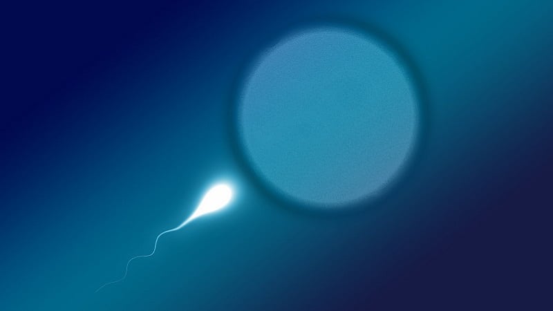 spermatozoïde et ovocyte
