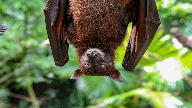Image 1 : Le virus de la COVID-19 circule chez les chauves-souris depuis des décennies