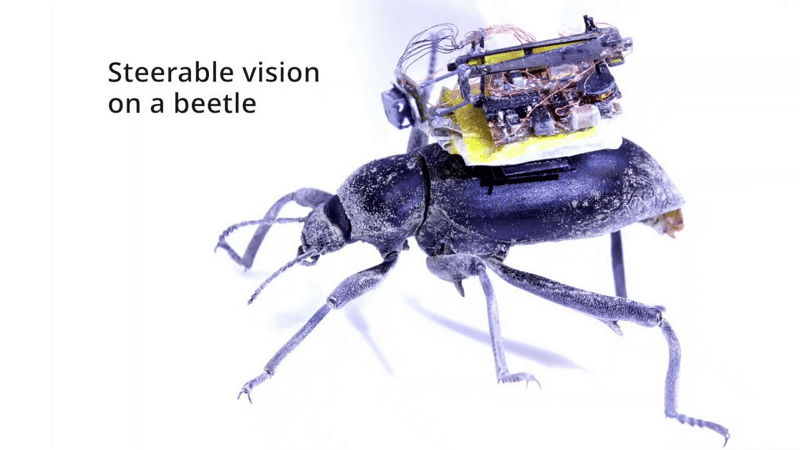 Image 1 : Des scientifiques ont attaché une minuscule caméra à un coléoptère pour le bien de la science