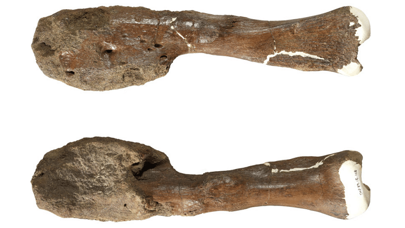 Image 1 : Des paléontologues identifient un cancer dans un fossile de dinosaure pour la première fois